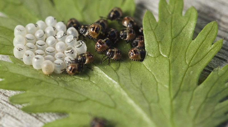 tablice-lepowe-żółte-szkodniki